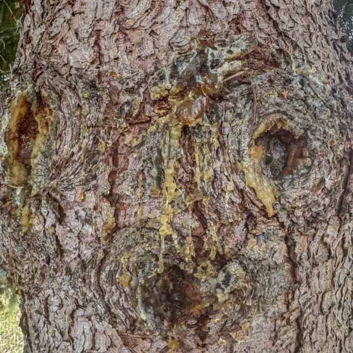 spruce resin oozing out of a spruce tree