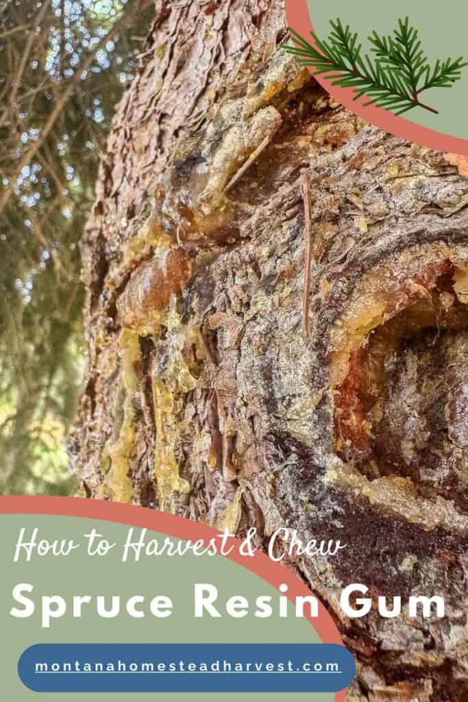 resin oozing out of a tree