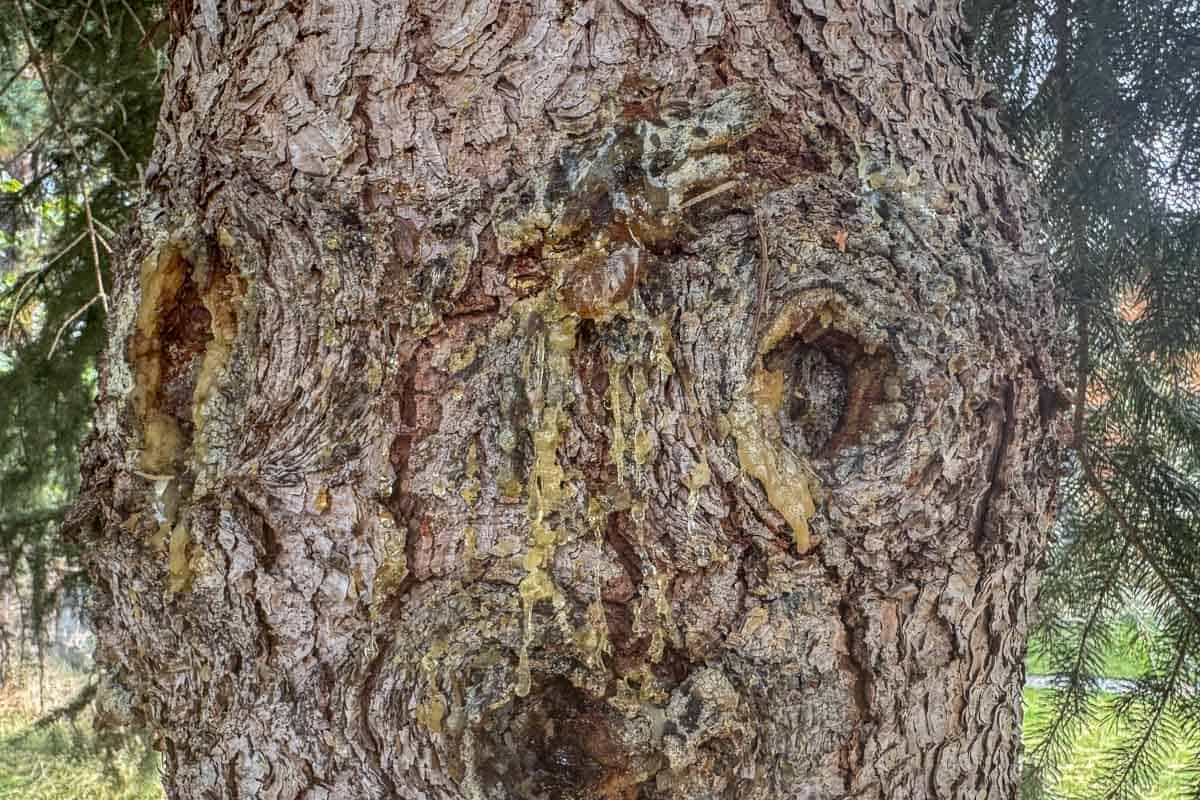 resin oozing out of a spruce tree