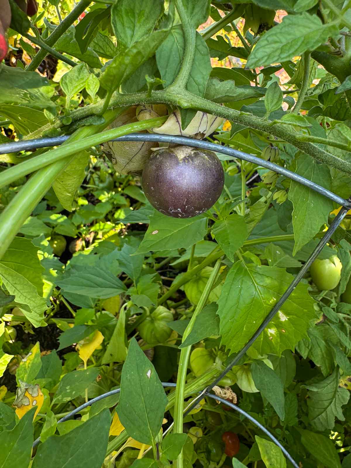 purlpe tomatillo plant with one purple tomatillo in it