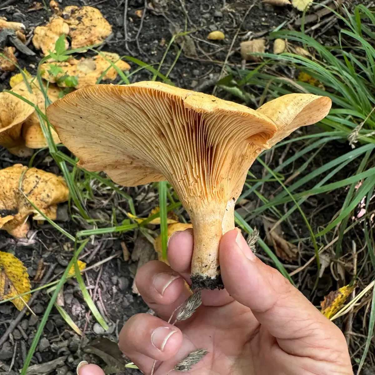 lactarius psammicola
