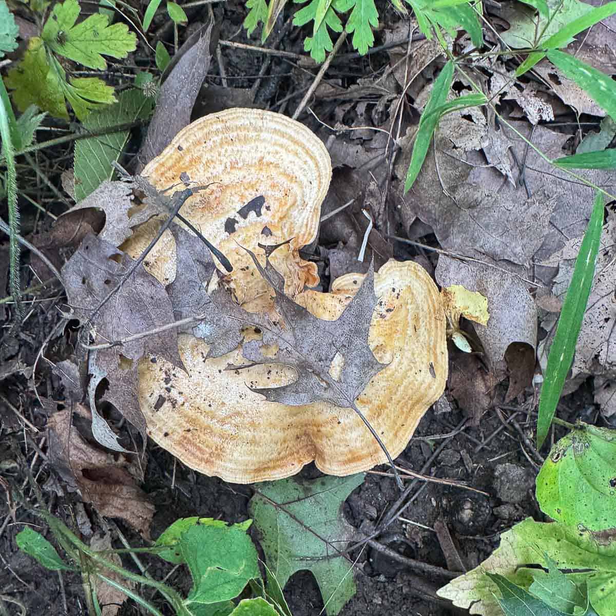 lactarius psammicola