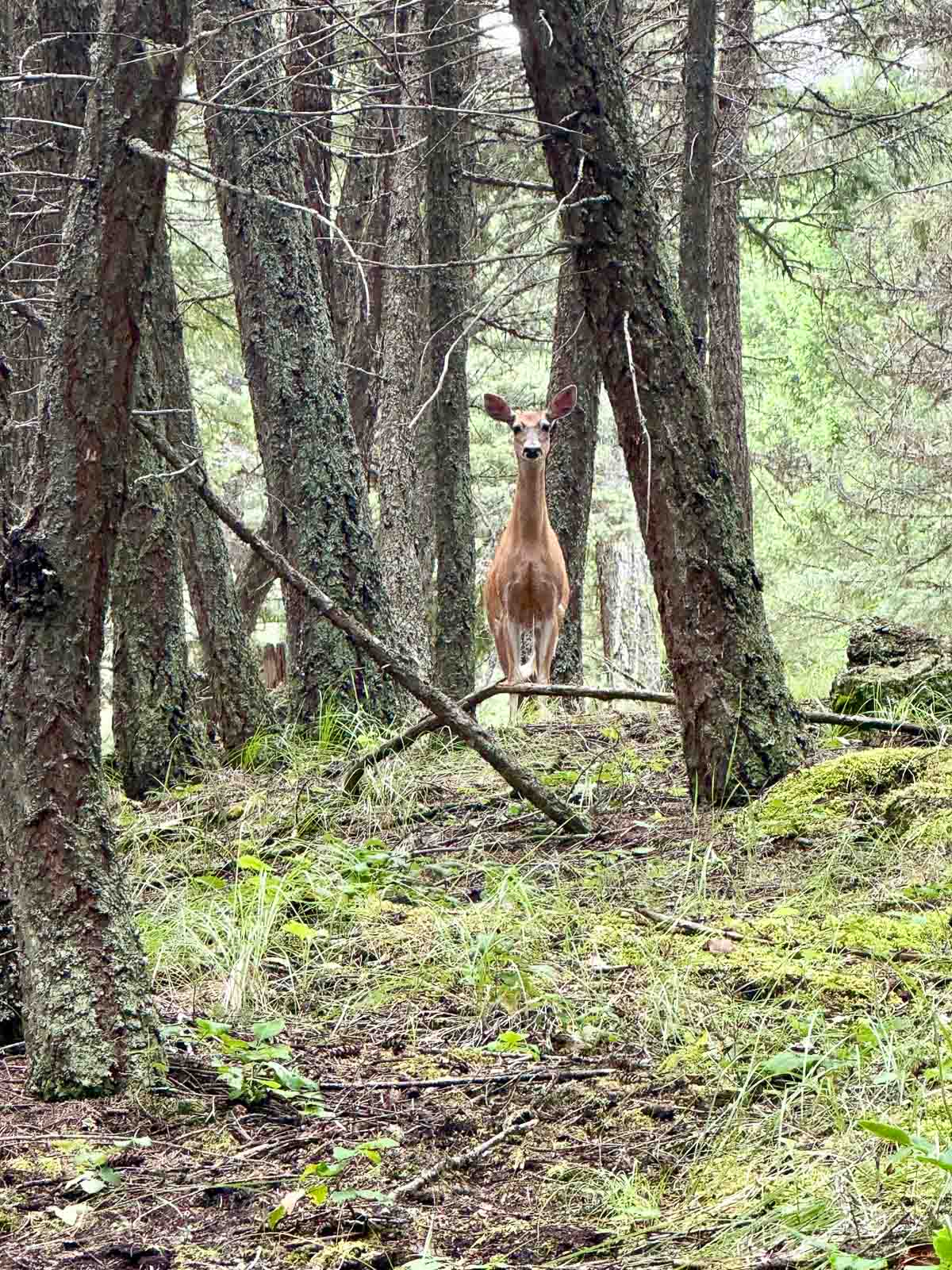 deer in the woods