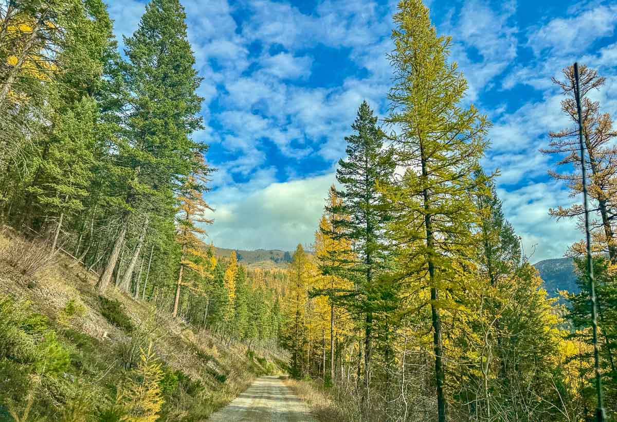 Montana scene with mountains, trees, and yellow larch
