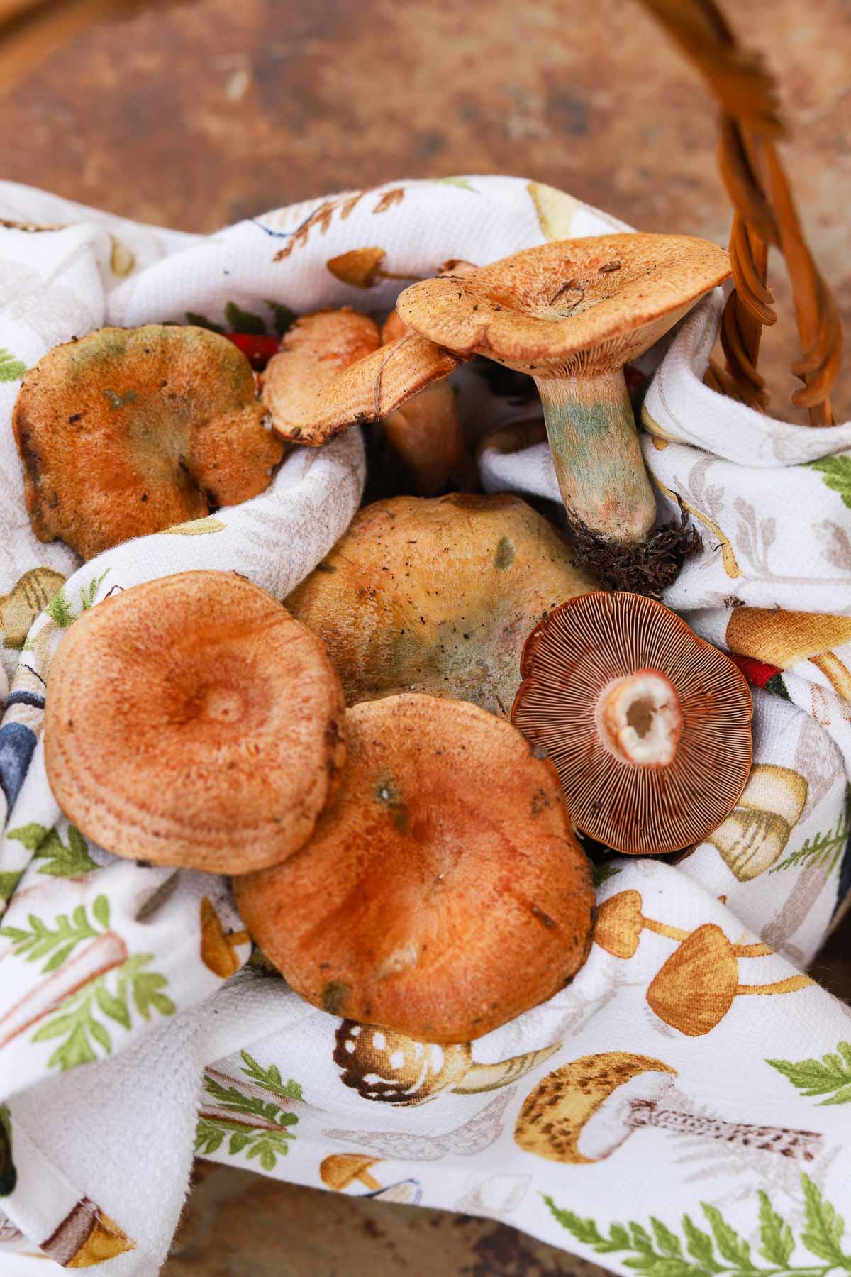 saffron milk caps in a basket