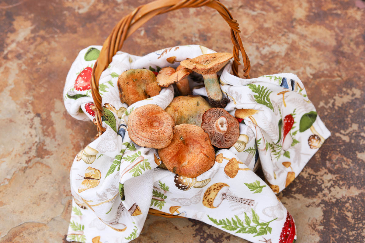 saffron milk cap mushrooms in a basket with a mushroom dishtowel