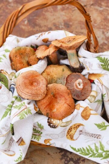 saffron milk caps in a basket