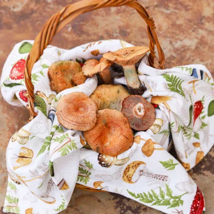 saffron milk caps in a basket