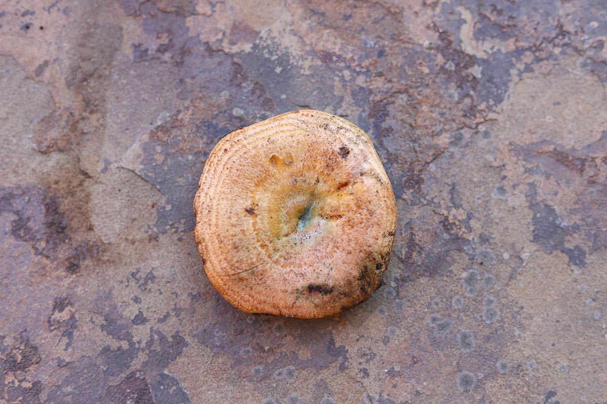 saffron milk cap with rings and green bruising in the center