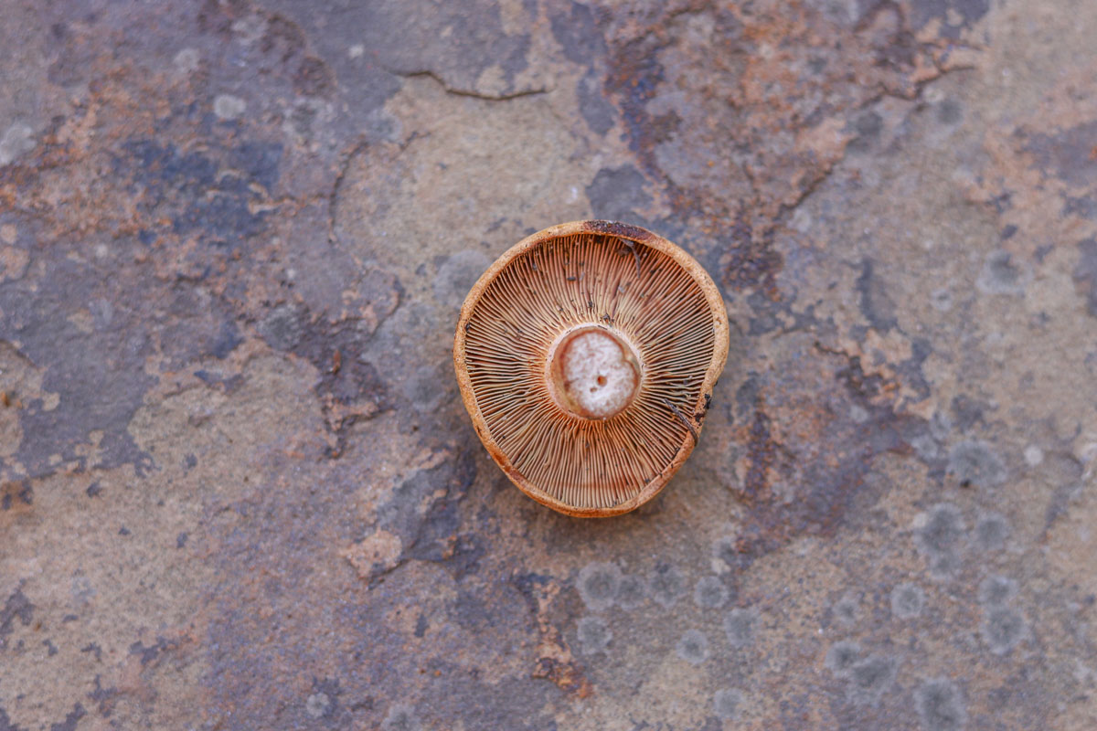 saffron milk cap without a stem, showing the gills