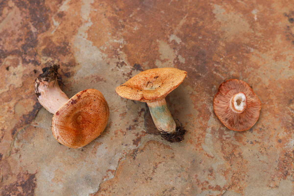 3 saffron milk cap mushrooms