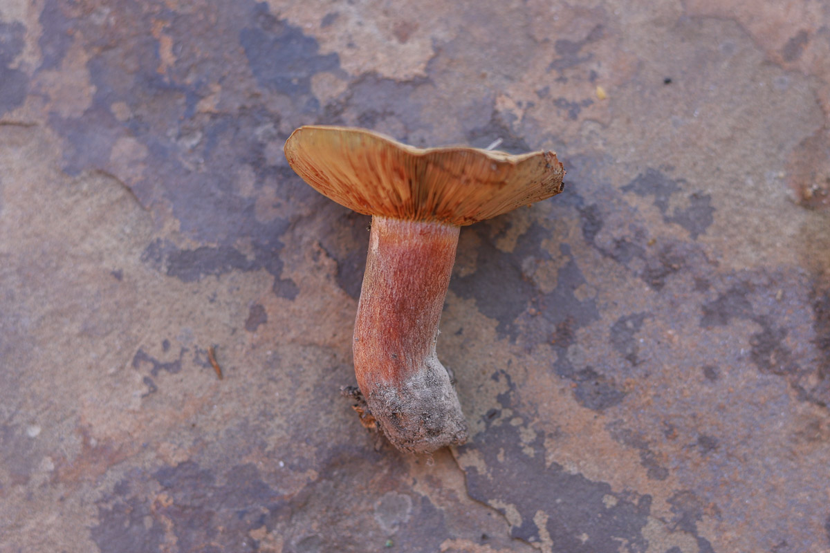 side view of a saffron milk cap mushroom