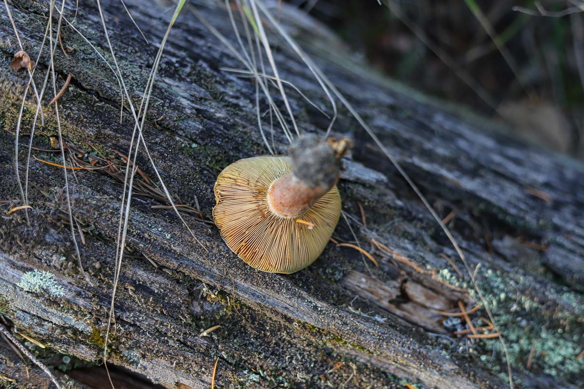 saffron milk cap mushroom, upside down on a log