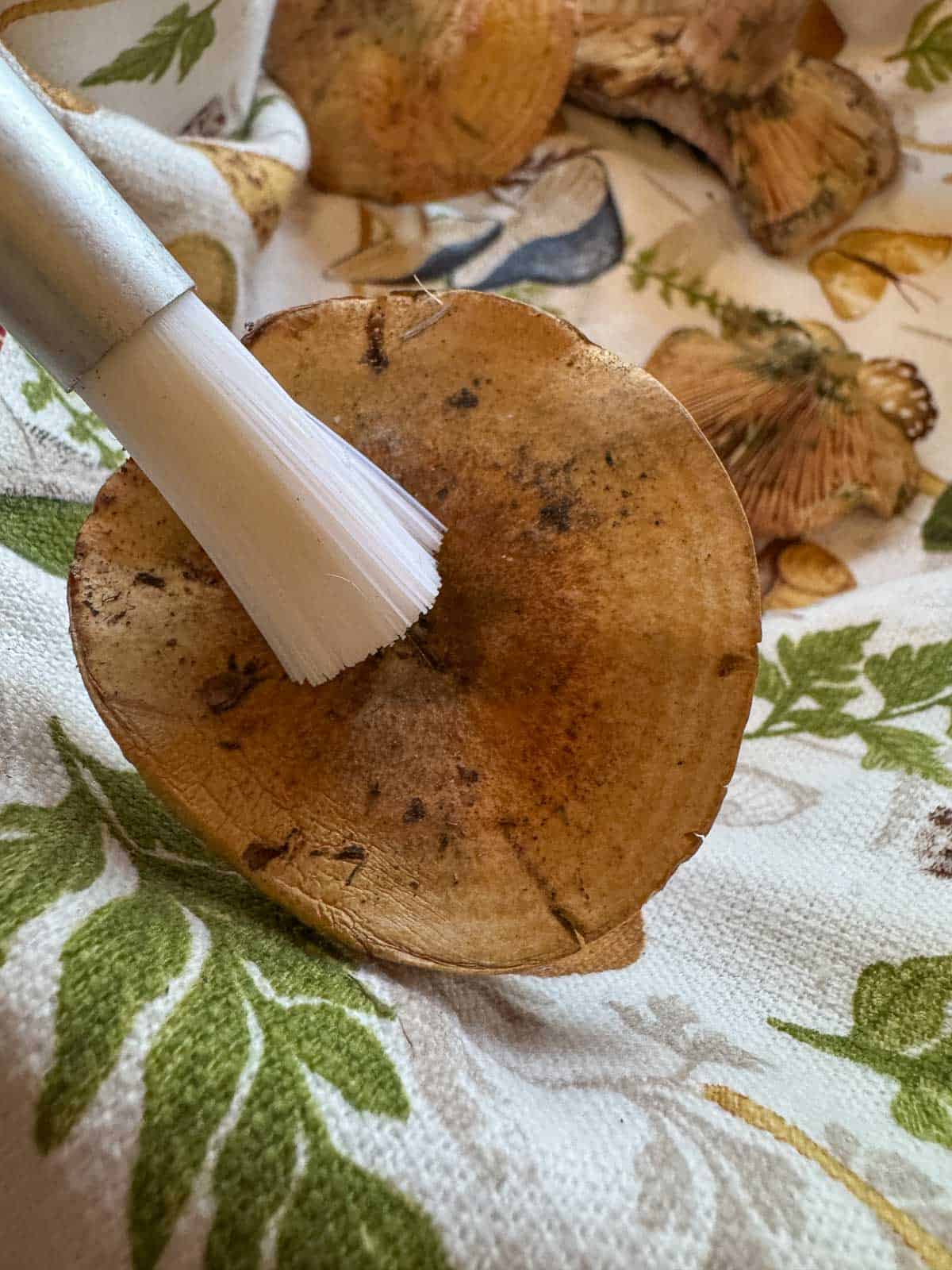 brushing dirt off of saffron milk cap mushroom