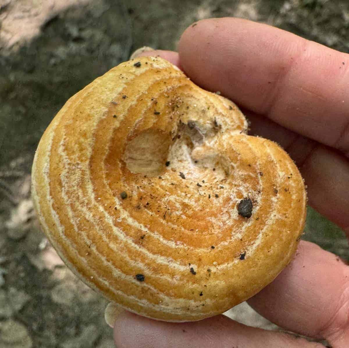 rings on a Lactarius psammicola mushroom