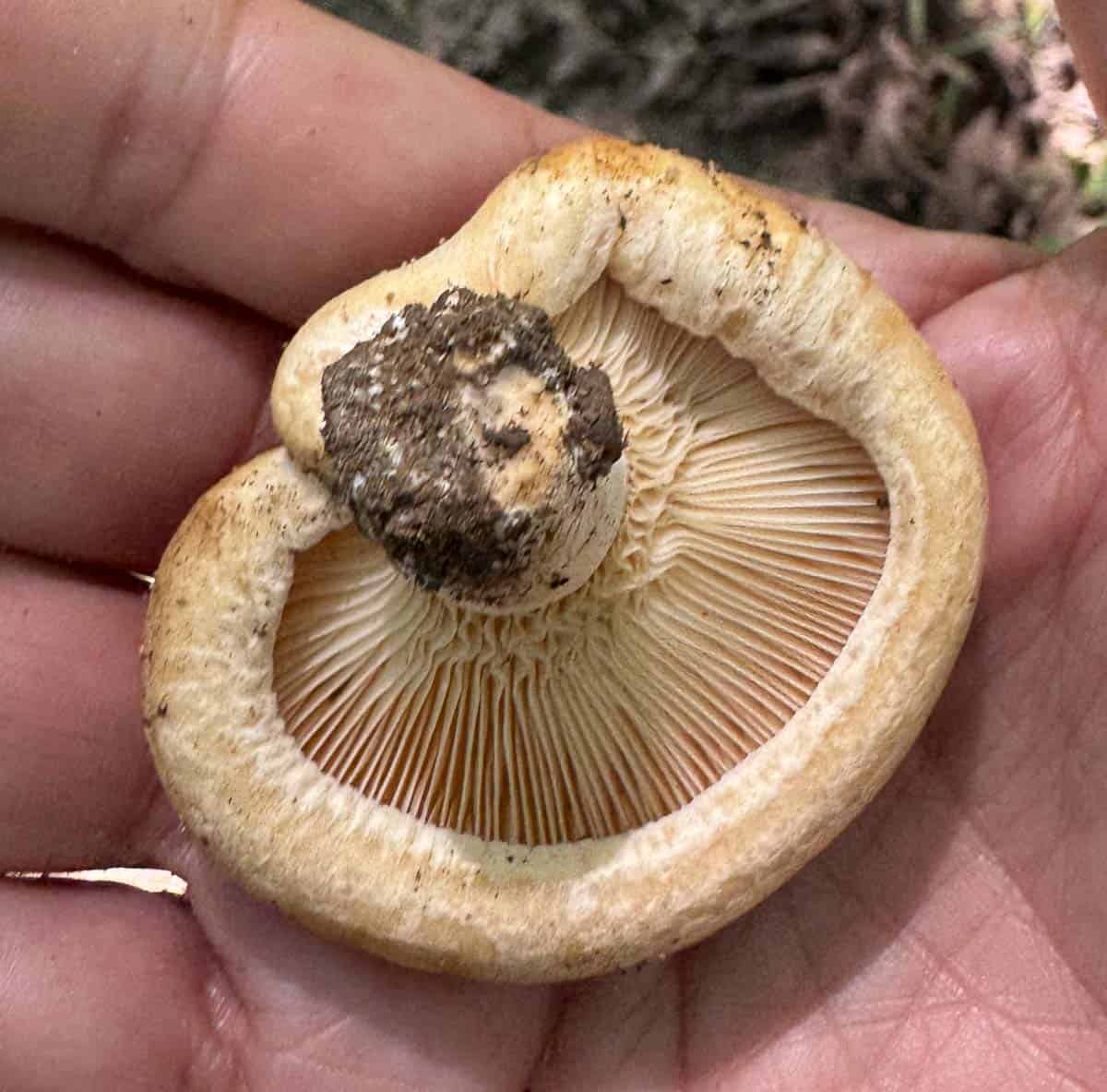 gills of Lactarius psammicola in a hand