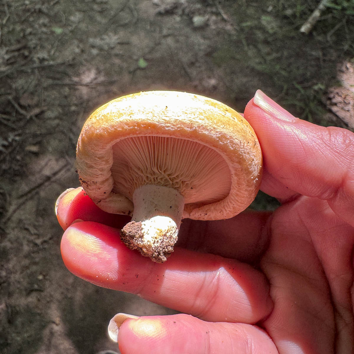 side view of a mushroom being held in someones hand