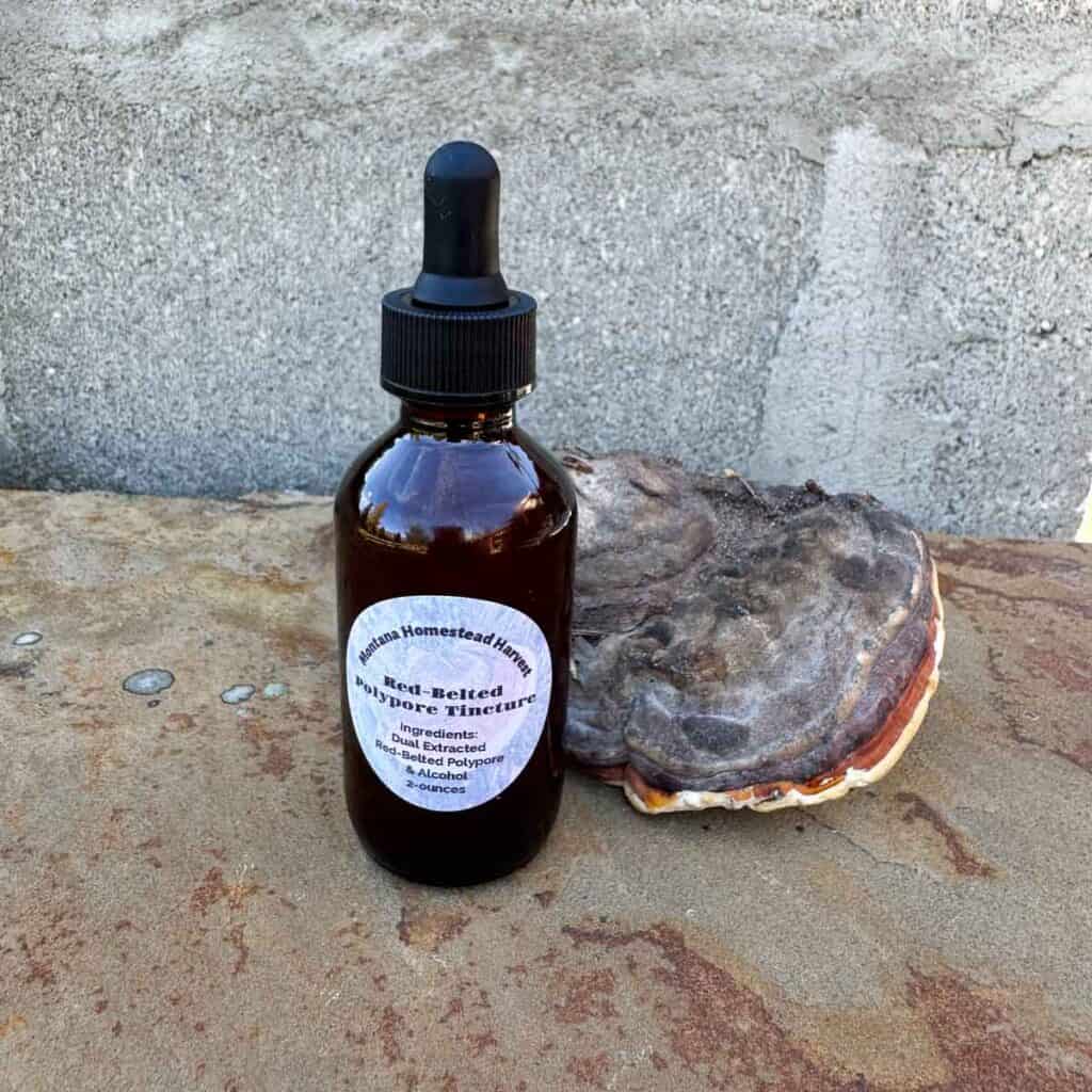 Red-Belted Polypore Mushroom Tincture