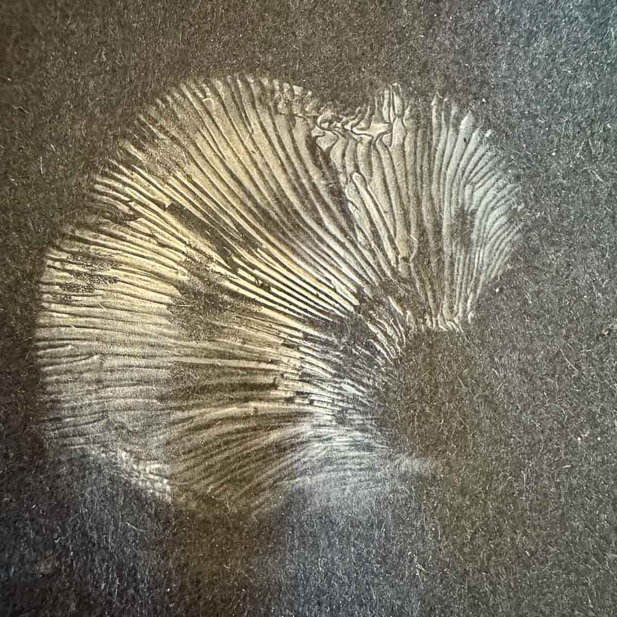 saffron milk cap spore print