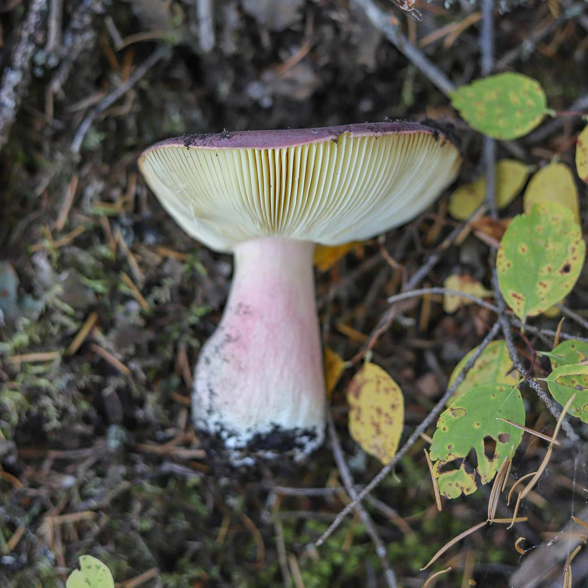 russula mushroom