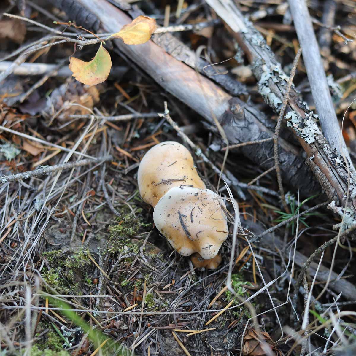 poison pie mushroom