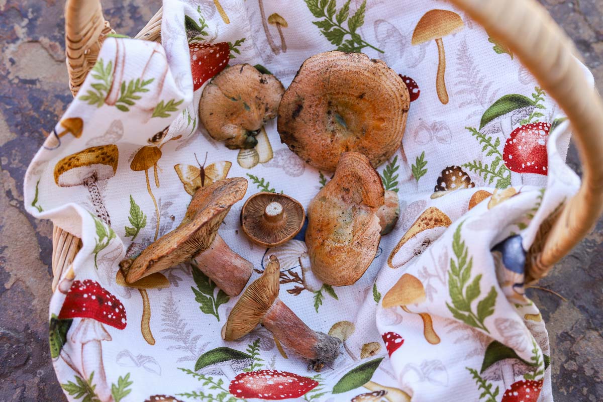 saffron milkcap mushrooms in a basket.