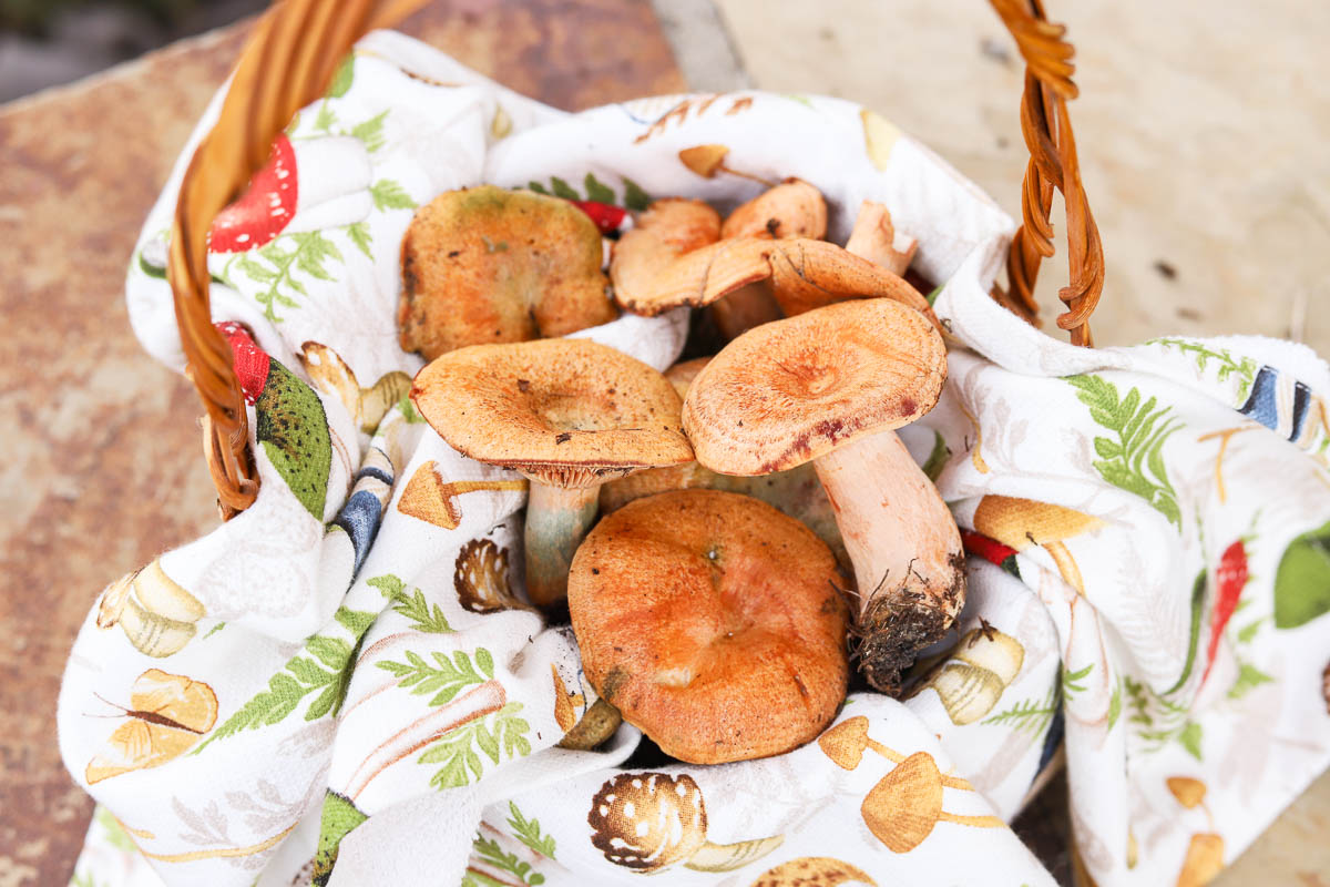 saffron milk cap mushrooms in a basket lined with a mushroom themed dish towel