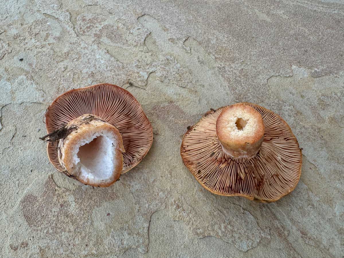 saffron milk caps with hollow stems
