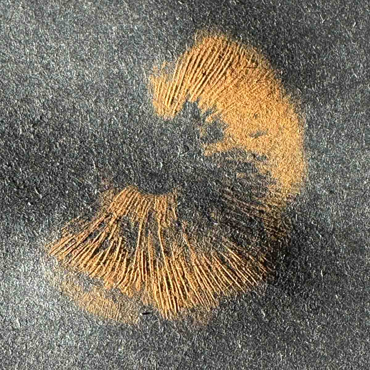 saffron milk cap spore print