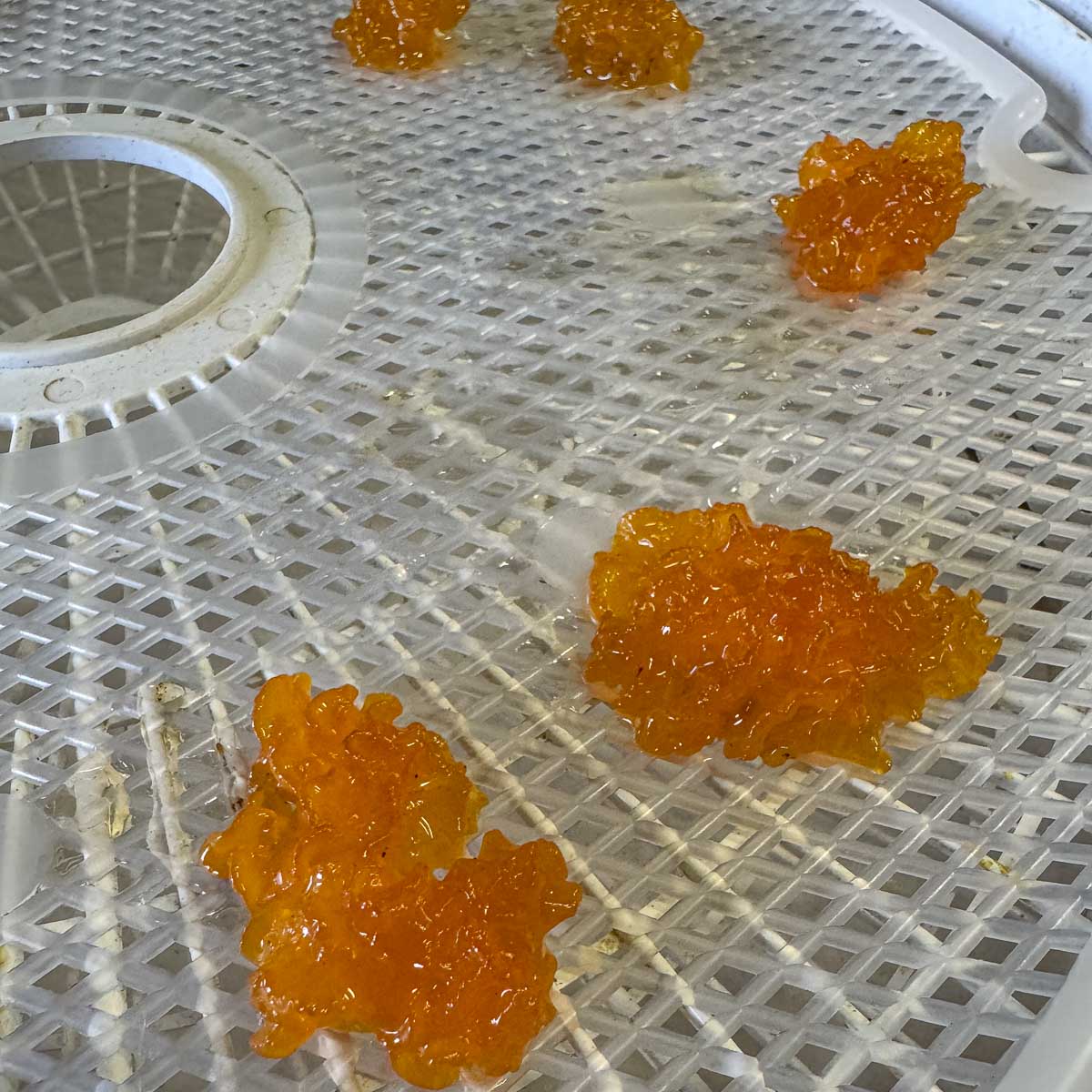 orange jelly fungus being dehydrated