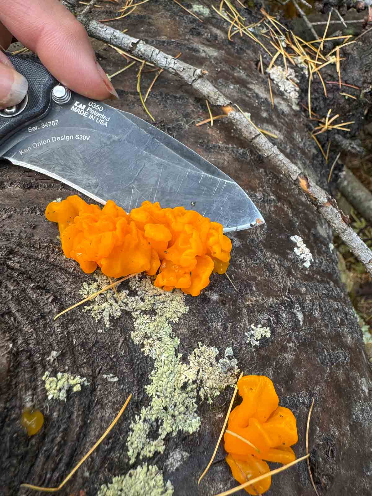 slicing witches butter off a log with a knife