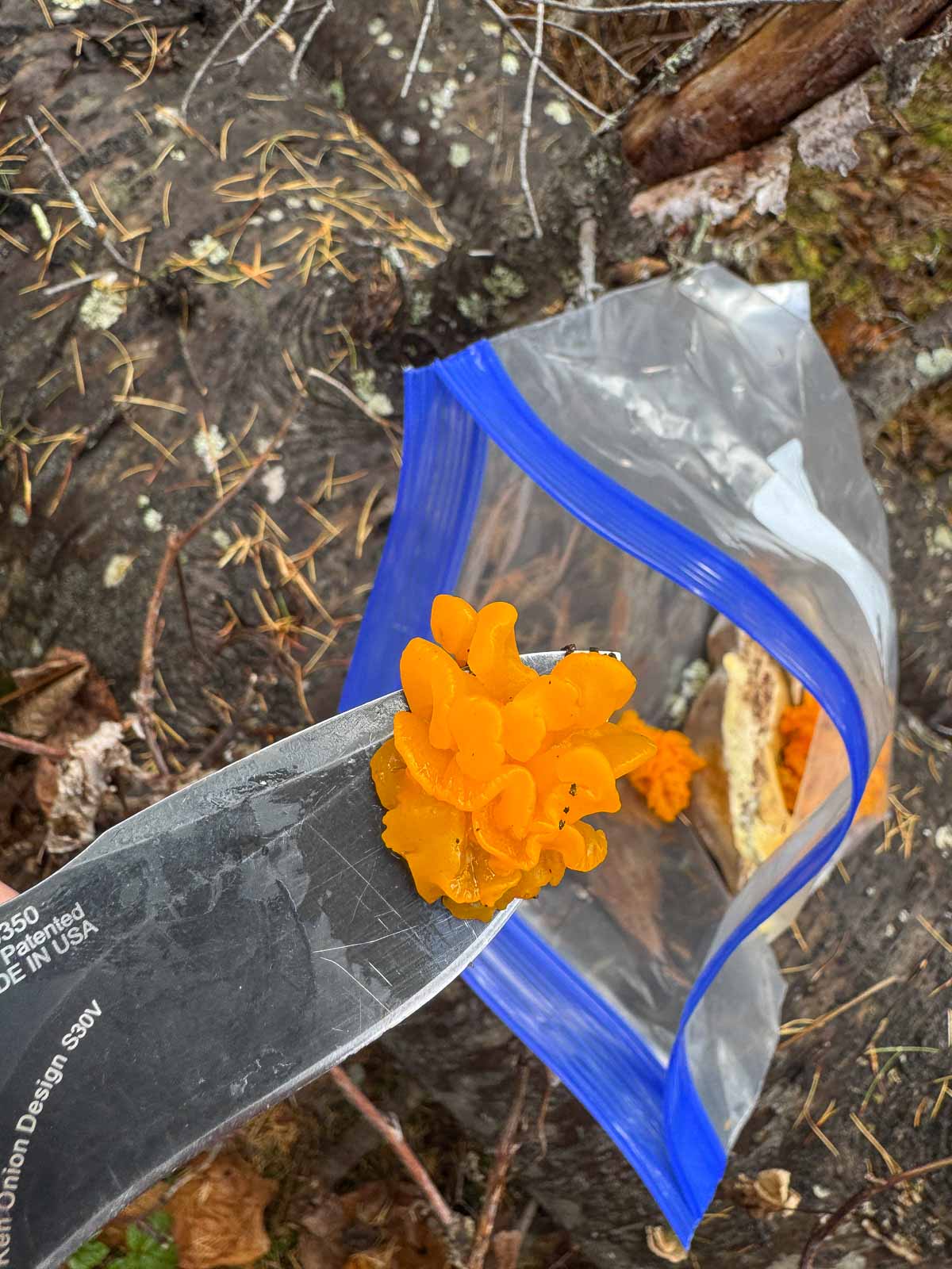 adding orange jelly fungus to a plastic bag