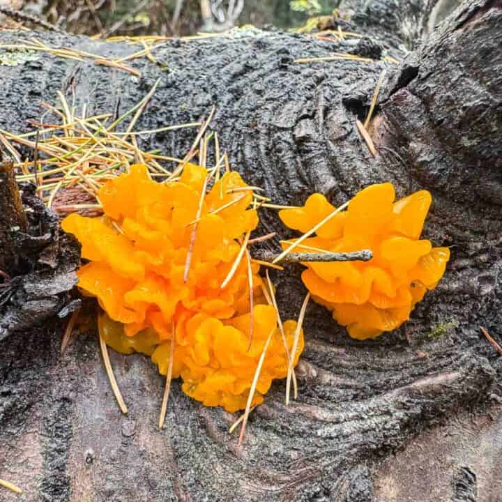 witches butter growing on a log