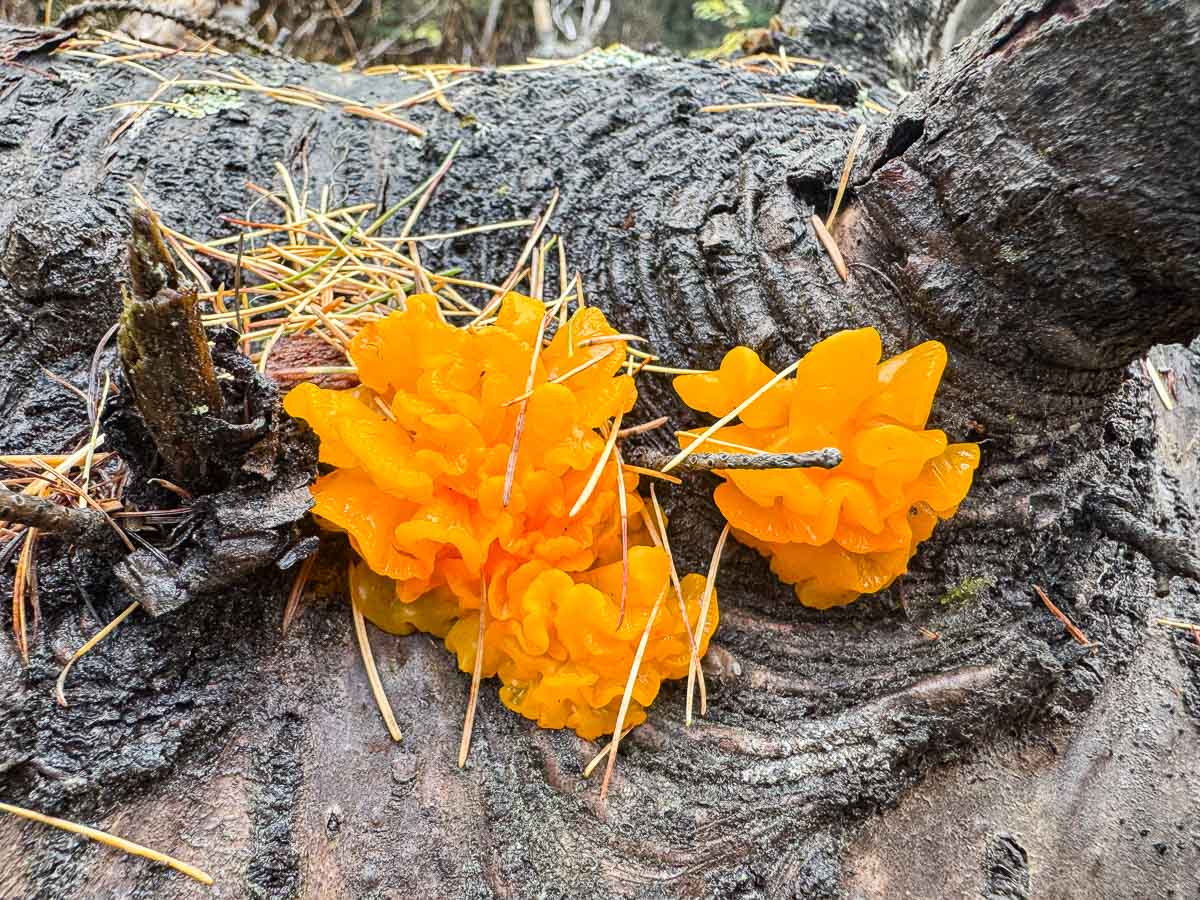 witches butter growing on a log, covered in pine needles
