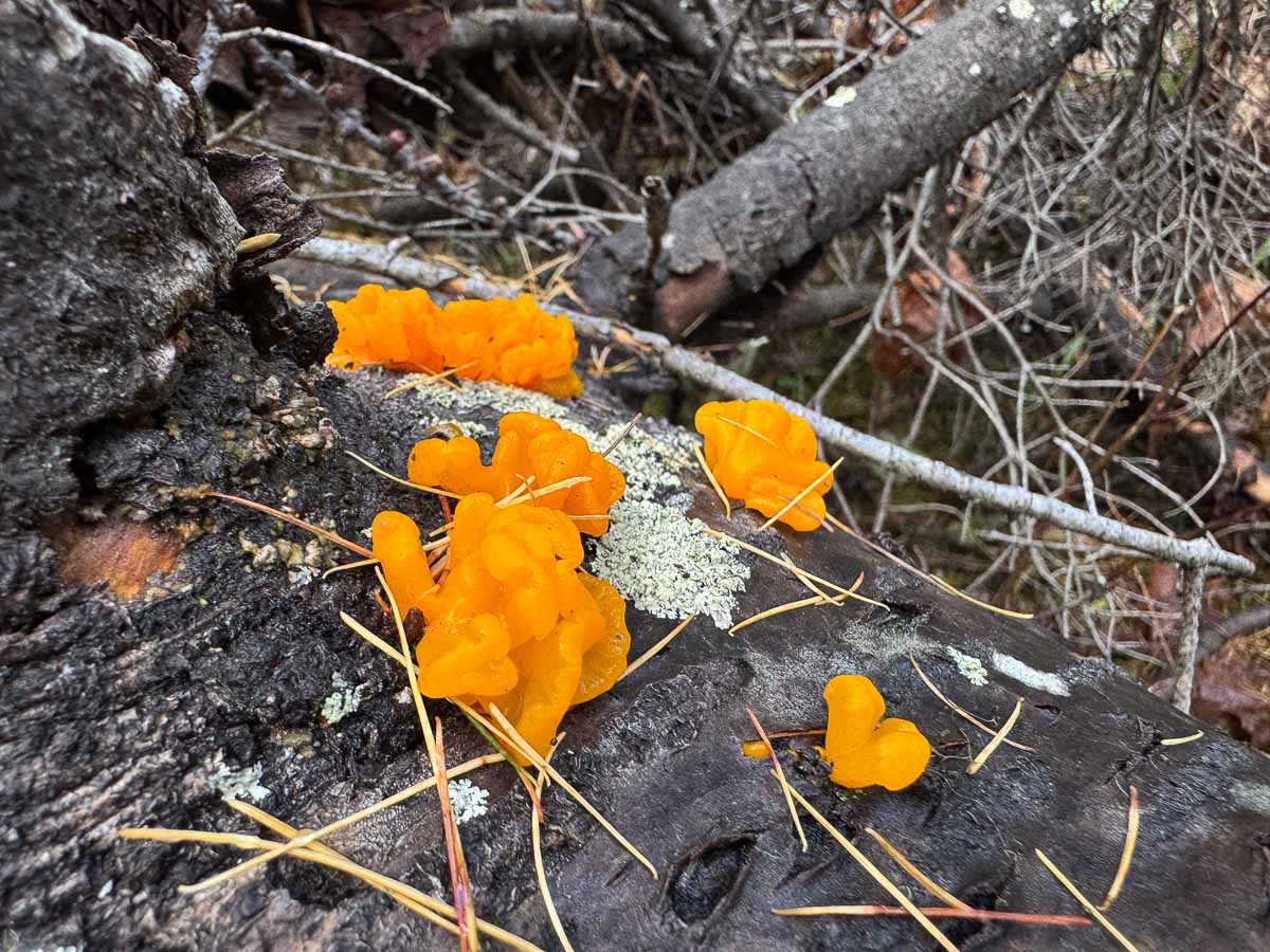 witches butter growing on a log in a few patches