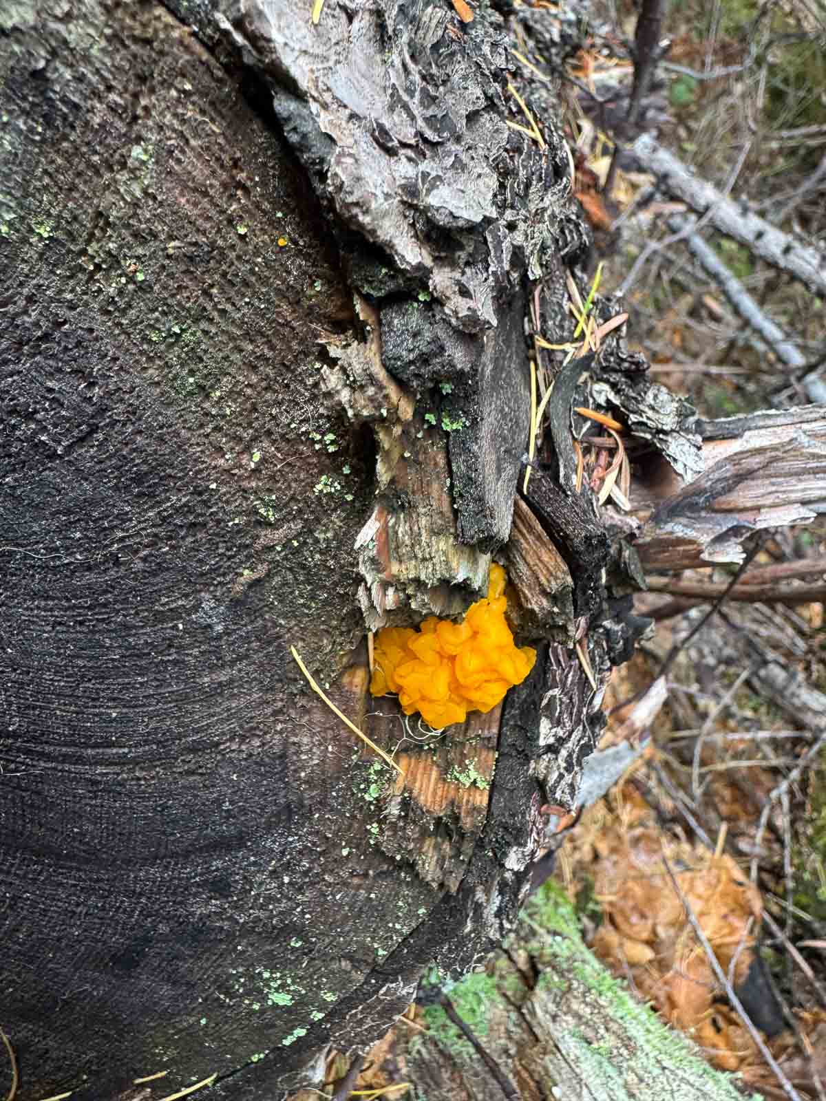 a patch of witches butter growing on a log