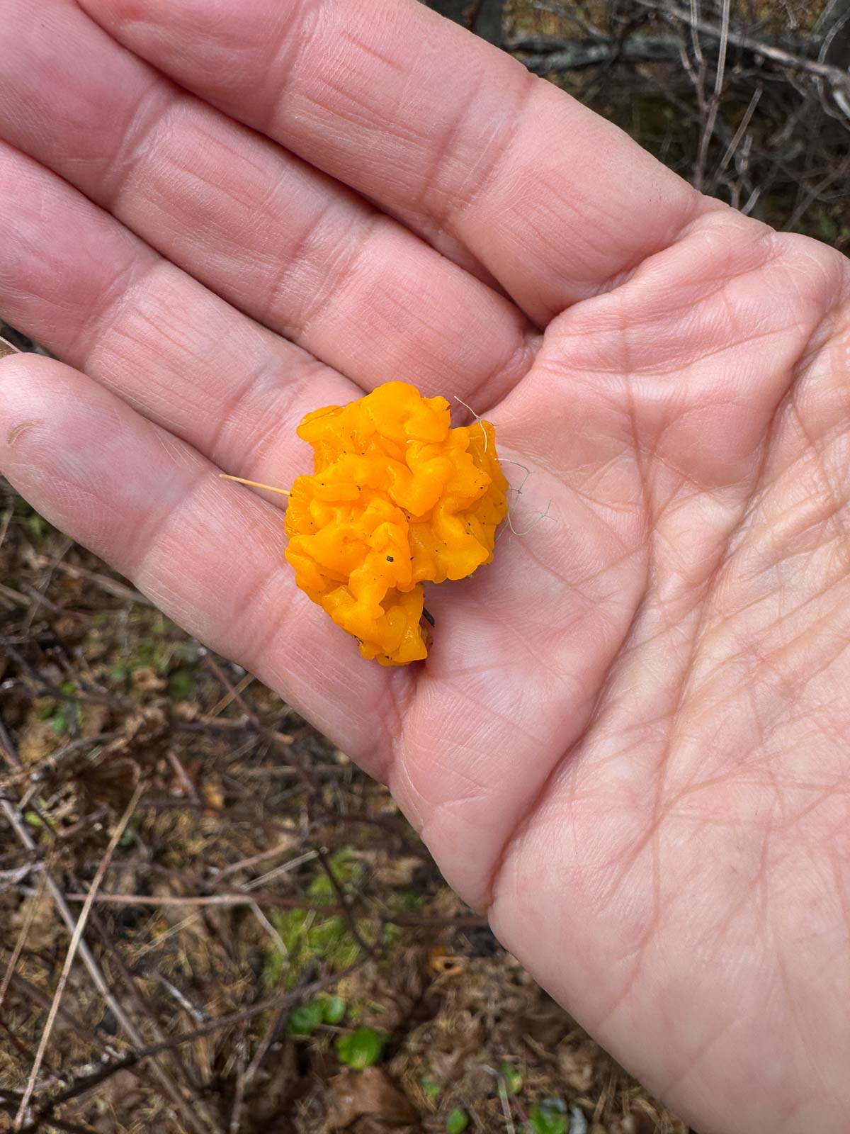 Orange witch's butter jelly fungus held in an open palm, showing its wavy, gelatinous folds