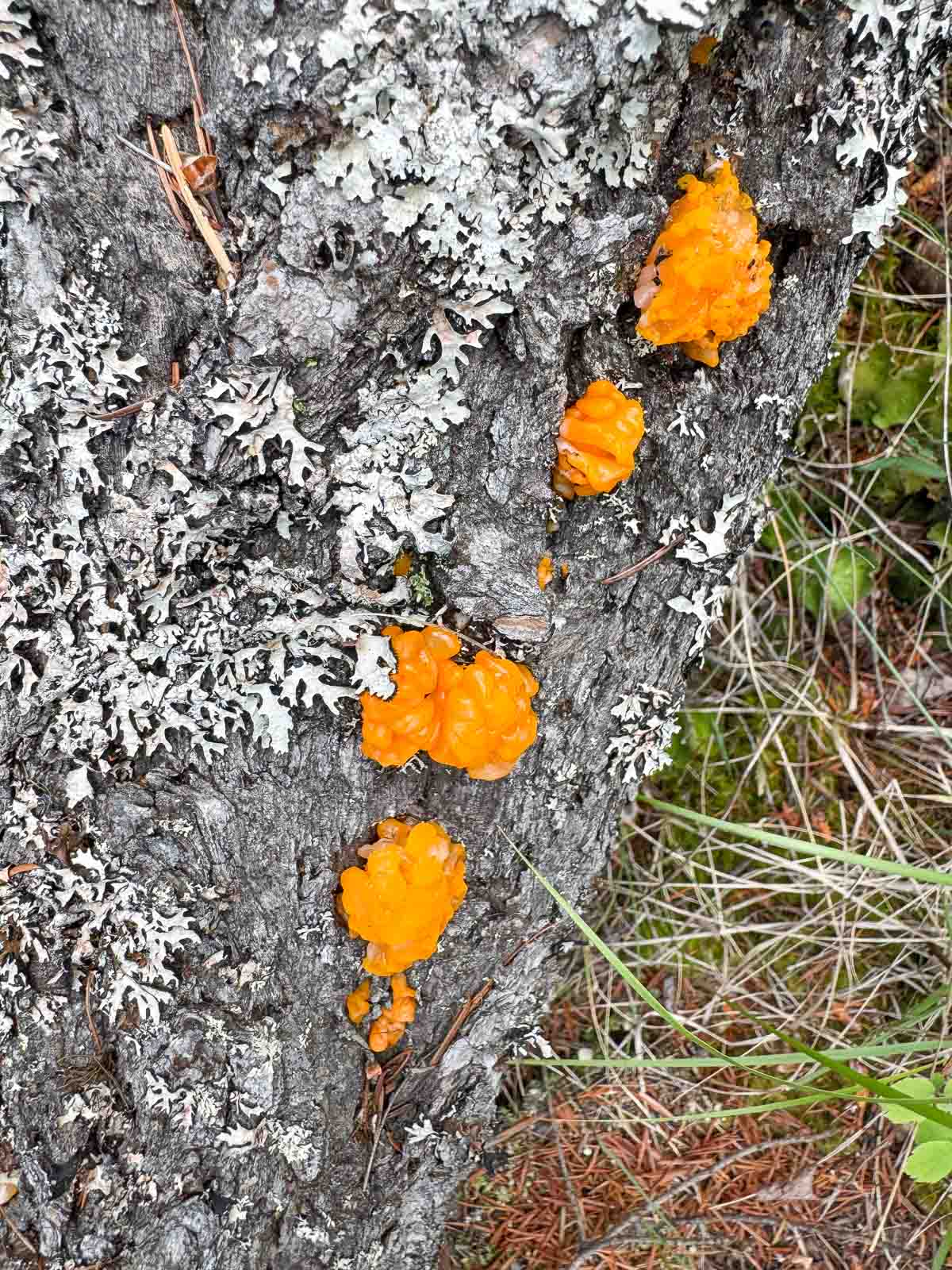 orange jelly fungus growing in patches on a log along with lichen