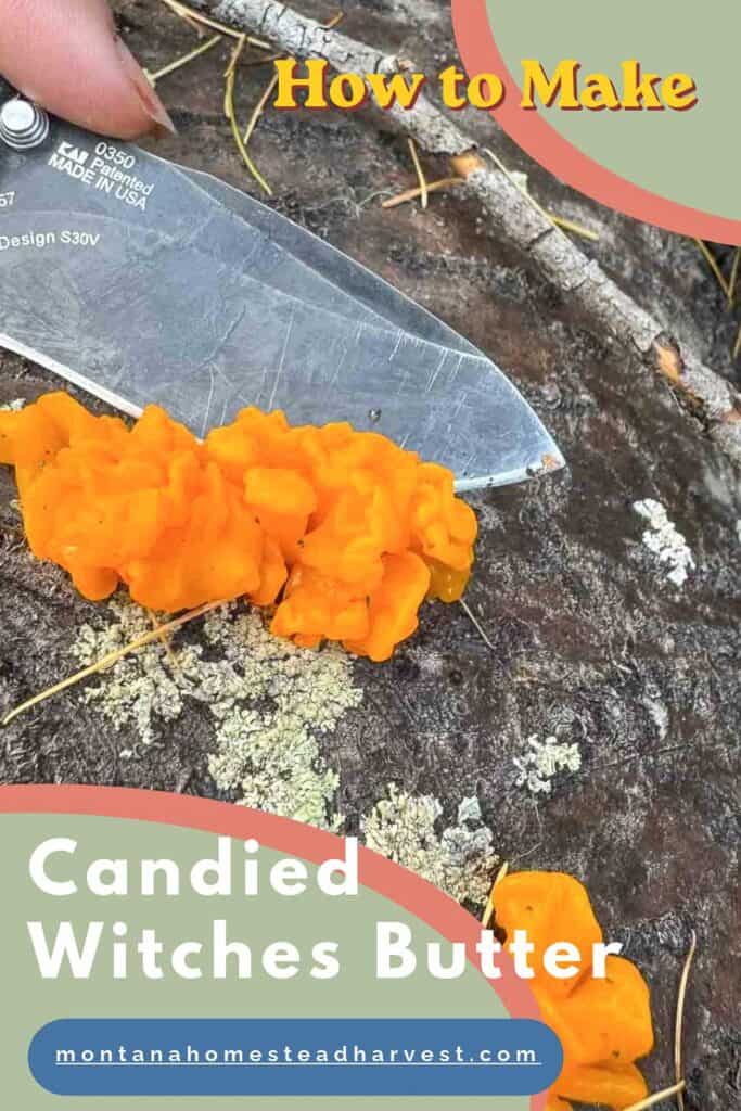 witch's butter being removed from a log with a knife